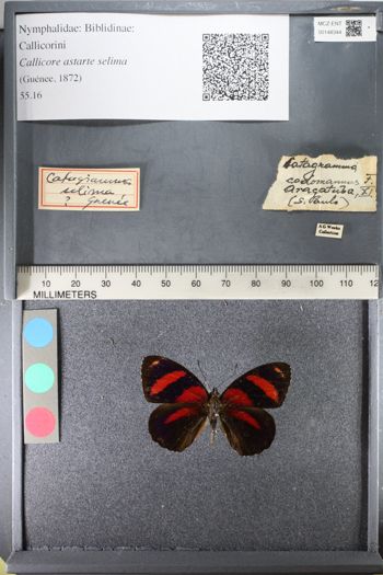 Media type: image;   Entomology 148344